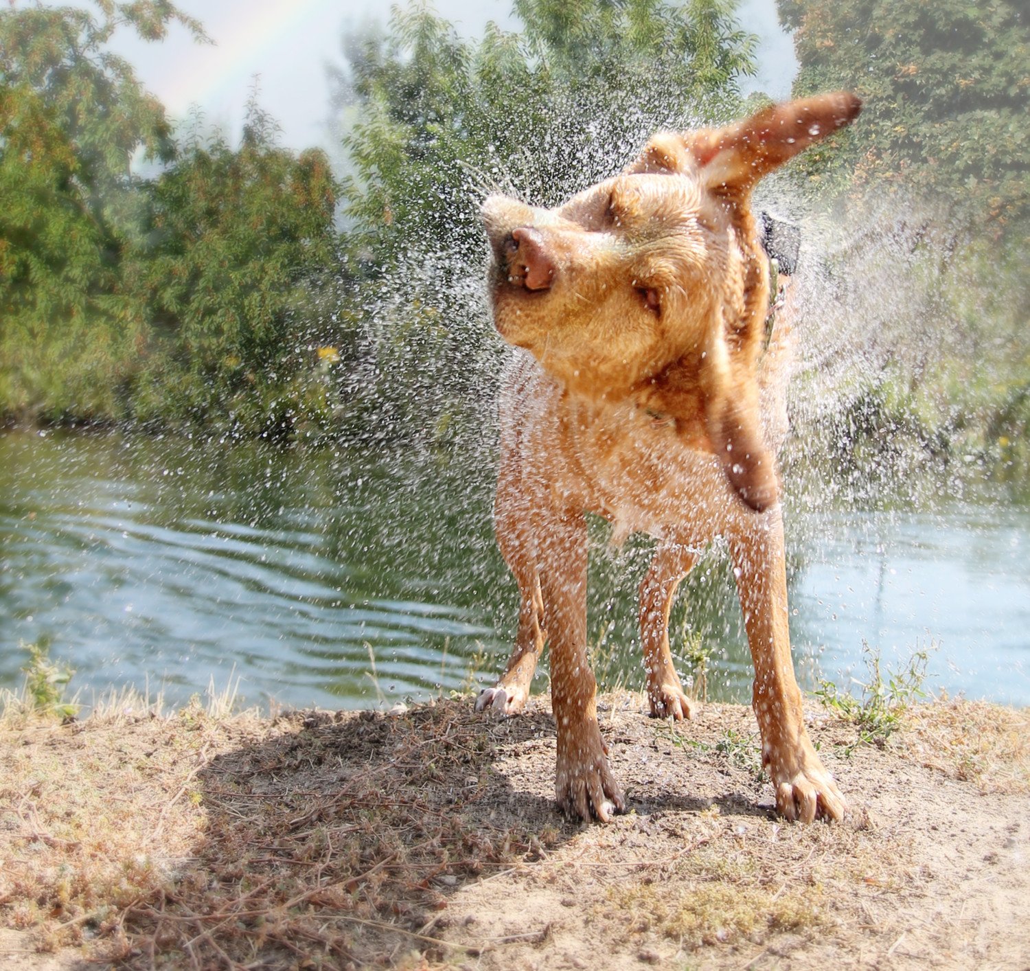 Don’t Miss Dog Friendly Fiesta Island In San Diego